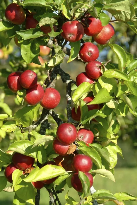 Framed Print : Apples on Tree Print