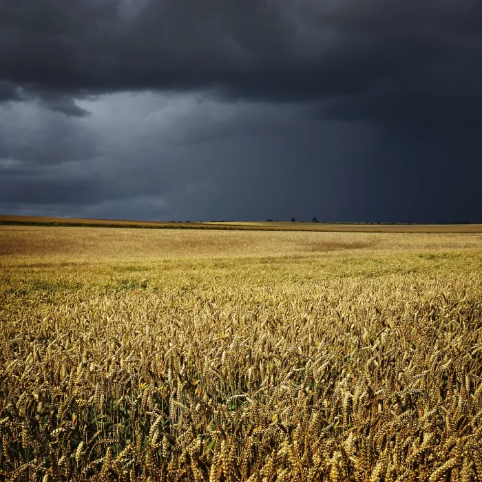 Framed Print : Approaching Thunderstorm Wheat Field Print, Germany Framed Print : Approaching Thunderstorm Wheat Field Print, Germany