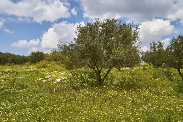 Framed Print : Aptera Spring Landscape Print, West Crete, Greece