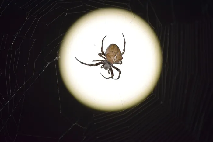 Framed Print : Araneus Spider Print on the Moon's Night Sky