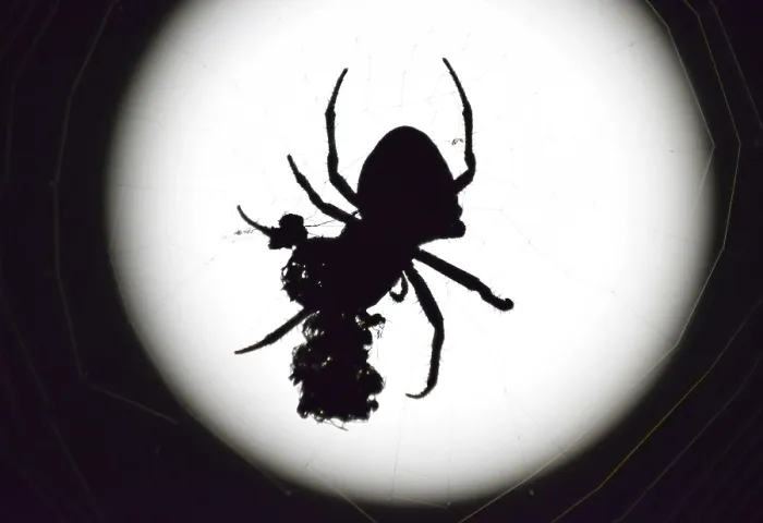 Framed Print : Araneus Spider Print on the Moon Background Framed Print : Araneus Spider Print on the Moon Background