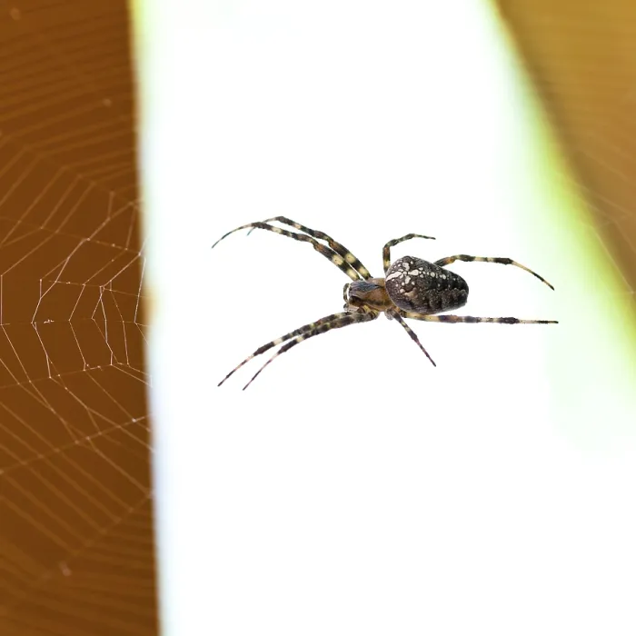 Framed Print : Araneus Spider at Cobweb Close-up Print Framed Print : Araneus Spider at Cobweb Close-up Print
