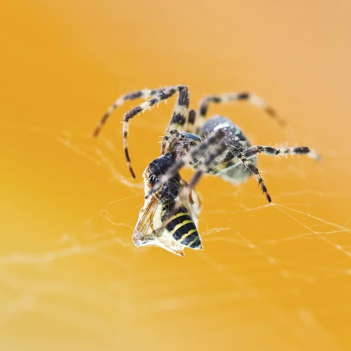 Framed Print : Araneus Spider Eats Wasp Close-Up Print Framed Print : Araneus Spider Eats Wasp Close-Up Print