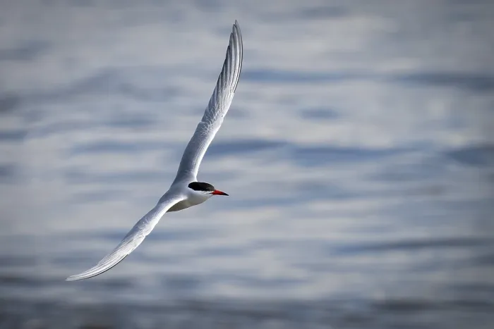 Framed Print : Arctic Tern in Flight Print, Wadden Sea, Germany Framed Print : Arctic Tern in Flight Print, Wadden Sea, Germany