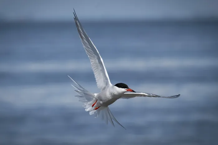 Framed Print : Arctic Tern in Flight Print, Wadden Sea Germany Framed Print : Arctic Tern in Flight Print, Wadden Sea Germany