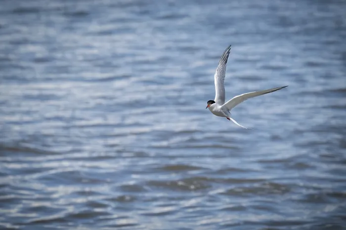 Framed Print : Arctic Tern in Flight Print, Wadden Sea, Germany Framed Print : Arctic Tern in Flight Print, Wadden Sea, Germany