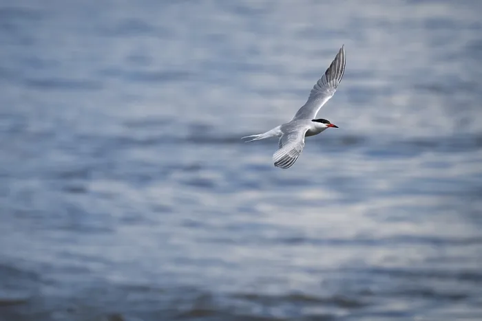 Framed Print : Arctic Arctic Tern in Flight Print, Wadden Sea, Germany Framed Print : Arctic Arctic Tern in Flight Print, Wadden Sea, Germany