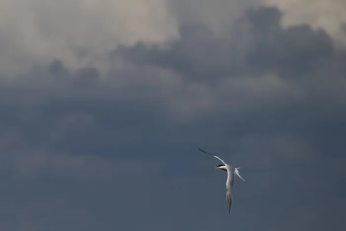 Framed Print : Arctic Arctic Tern in Flight Print, Wadden Sea, Germany Framed Print : Arctic Arctic Tern in Flight Print, Wadden Sea, Germany