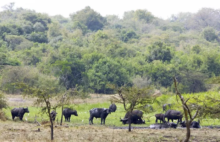 Framed Print : Arctic Buffalo Print, Akagera National Park, Rwanda Framed Print : Arctic Buffalo Print, Akagera National Park, Rwanda