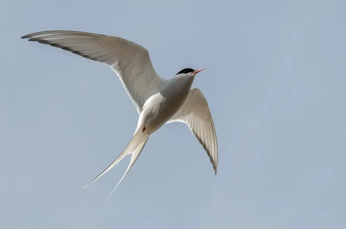 Framed Print : Arctic Tern in Flight Print, Varanger, Norway Framed Print : Arctic Tern in Flight Print, Varanger, Norway