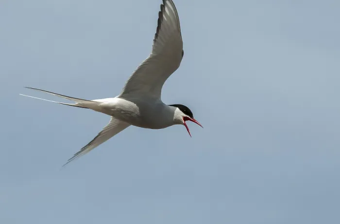 Framed Print : Arctic Tern in Flight Print, Varanger Norway Framed Print : Arctic Tern in Flight Print, Varanger Norway