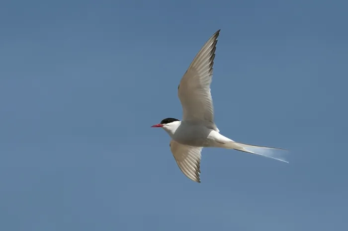 Framed Print : Arctic Tern in Flight Print, Varanger Norway Framed Print : Arctic Tern in Flight Print, Varanger Norway