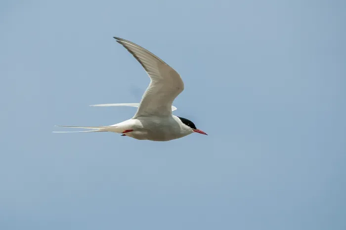 Framed Print : Arctic Tern Print, Varanger, Norway Framed Print : Arctic Tern Print, Varanger, Norway
