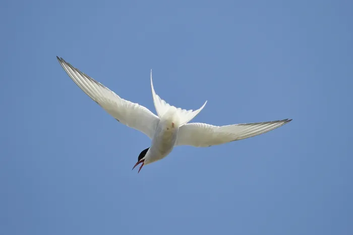 Framed Print : Arctic Tern Print, Hellissandur, Iceland Framed Print : Arctic Tern Print, Hellissandur, Iceland