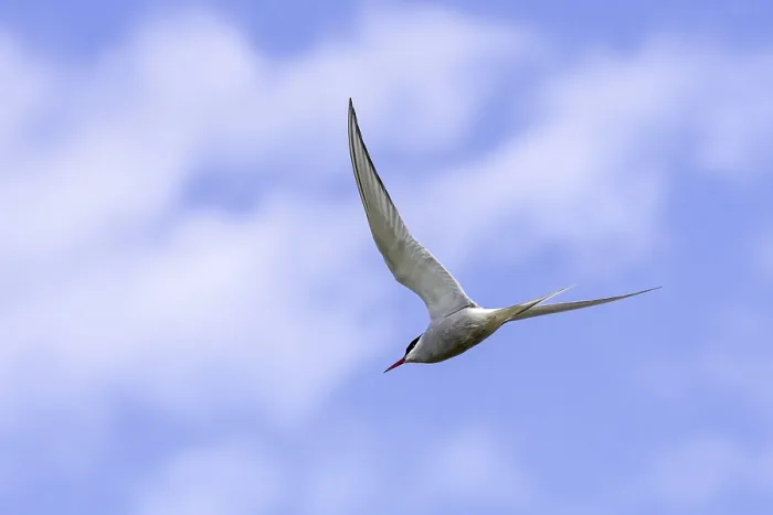Framed Print : Arctic Tern in Flight Print Framed Print : Arctic Tern in Flight Print