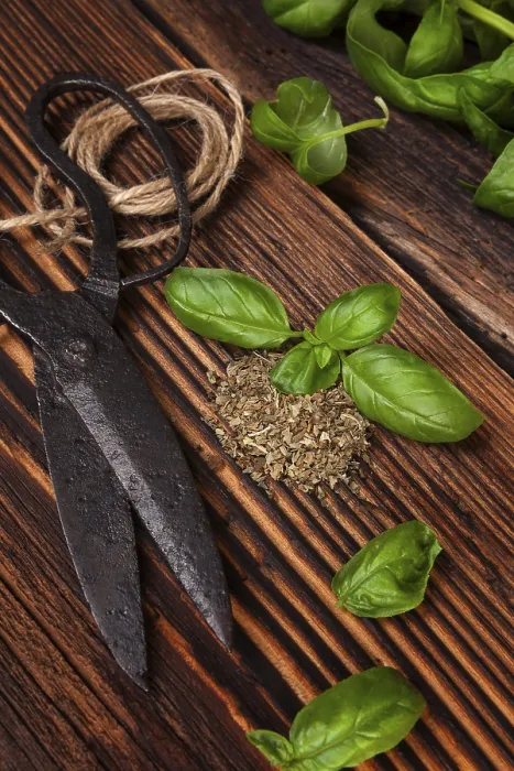 Framed Print : Aromatic Basil Print with Vintage Scissors Framed Print : Aromatic Basil Print with Vintage Scissors