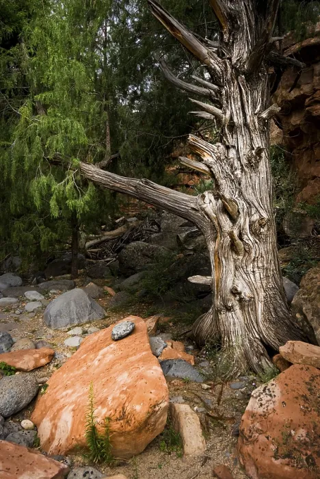 Framed Print : Sedona Stone Landscape Print Framed Print : Sedona Stone Landscape Print