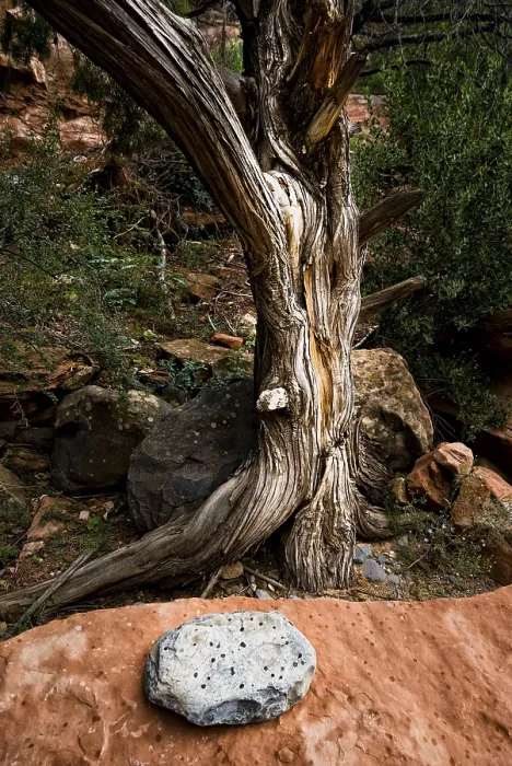 Framed Print : Sedona Stone Print with Tree Framed Print : Sedona Stone Print with Tree