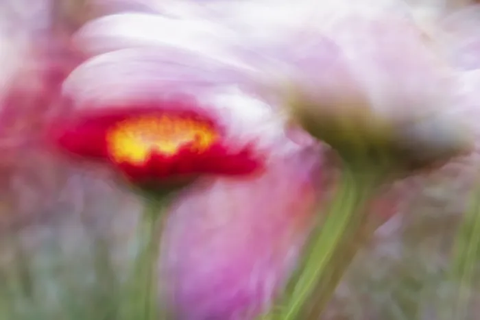Framed Print : Artistic Close-up of an Aster Print Framed Print : Artistic Close-up of an Aster Print
