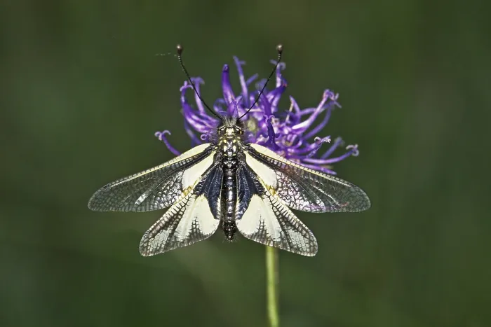 Framed Print : Ascalaphus libelloodes Print - Dragonfly Mimetis Butterfly Framed Print : Ascalaphus libelloodes Print - Dragonfly Mimetis Butterfly