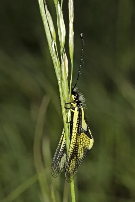 Framed Print : Ascalaphus libelluloides Print - Dragonfly Butterfly Shaft Framed Print : Ascalaphus libelluloides Print - Dragonfly Butterfly Shaft