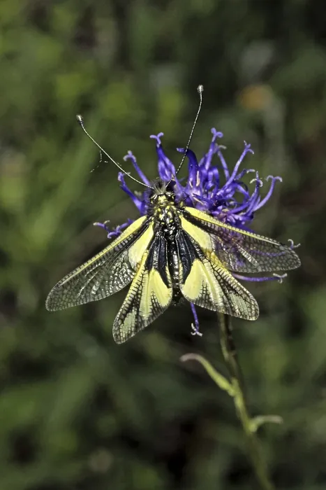 Framed Print : Ascalaphus libelluloides Print - Dragonfly Butterfly Shaft Framed Print : Ascalaphus libelluloides Print - Dragonfly Butterfly Shaft