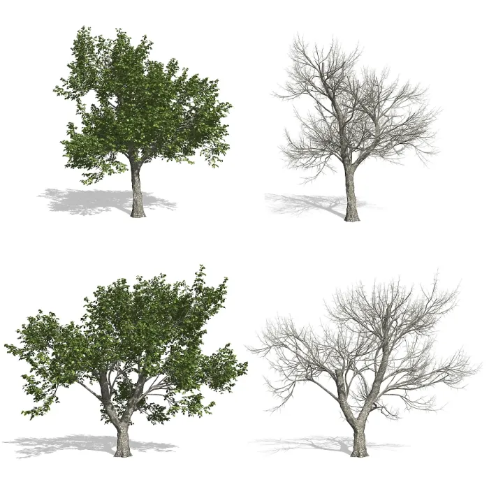 Framed Print : Ash Trees Print - Isolated on White Background Framed Print : Ash Trees Print - Isolated on White Background
