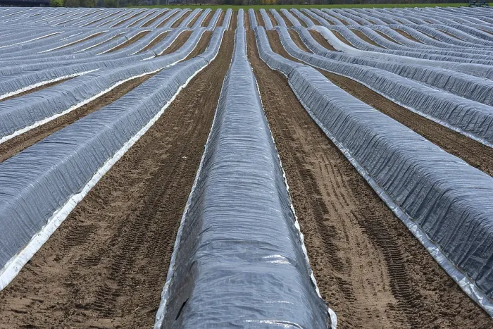 Framed Print : Asparagus Fields under Black Foil Print, Eckental, Germany Framed Print : Asparagus Fields under Black Foil Print, Eckental, Germany