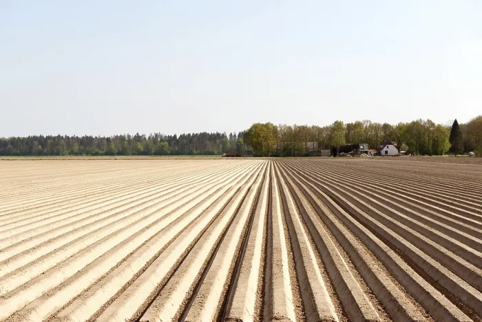 Framed Print : Asparagus Landscape Print with Rows in the Sand Framed Print : Asparagus Landscape Print with Rows in the Sand