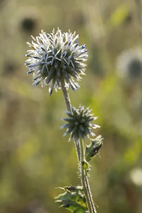 Framed Print : Globe-Thistle Print (Echinops sphaerocephalus)