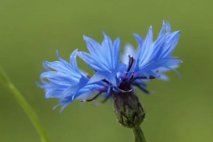 Framed Print : Asteraceae - Centaurea Cyanus Print Framed Print : Asteraceae - Centaurea Cyanus Print