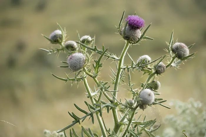 Framed Print : Woolly Thistle Print - Cirsium eriophorum Framed Print : Woolly Thistle Print - Cirsium eriophorum