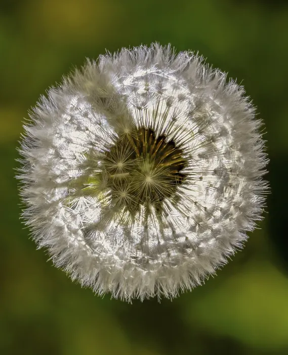 Framed Print : High-resolution Print of Taraxacum officinale Framed Print : High-resolution Print of Taraxacum officinale