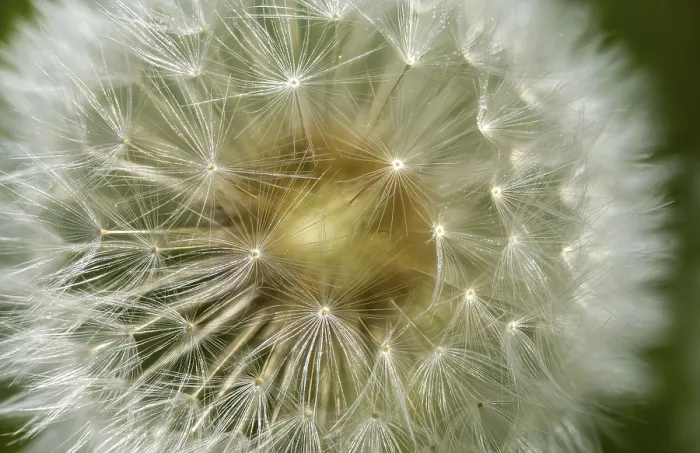 Framed Print : Taraxacum officinale Print Framed Print : Taraxacum officinale Print