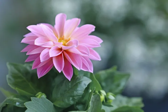 Framed Print : Asteraceae Print: Pink Dahlia in Bloom Framed Print : Asteraceae Print: Pink Dahlia in Bloom