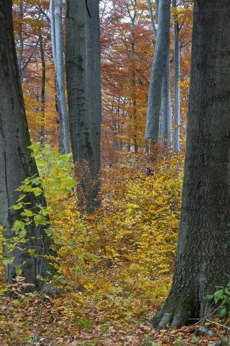Framed Print : Autumn Landscape Print: Beech Forest Scene Framed Print : Autumn Landscape Print: Beech Forest Scene
