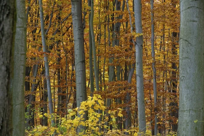 Framed Print : Autumn Landscape Print: Beech Forest Scene