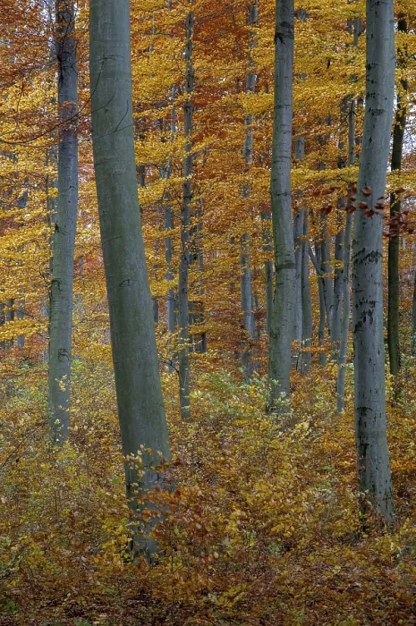 Framed Print : Autumn Landscape Print: Beech Forest Scene Framed Print : Autumn Landscape Print: Beech Forest Scene