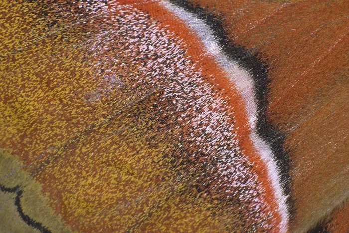 Framed Print : Attacus lorquini Wing Print Framed Print : Attacus lorquini Wing Print