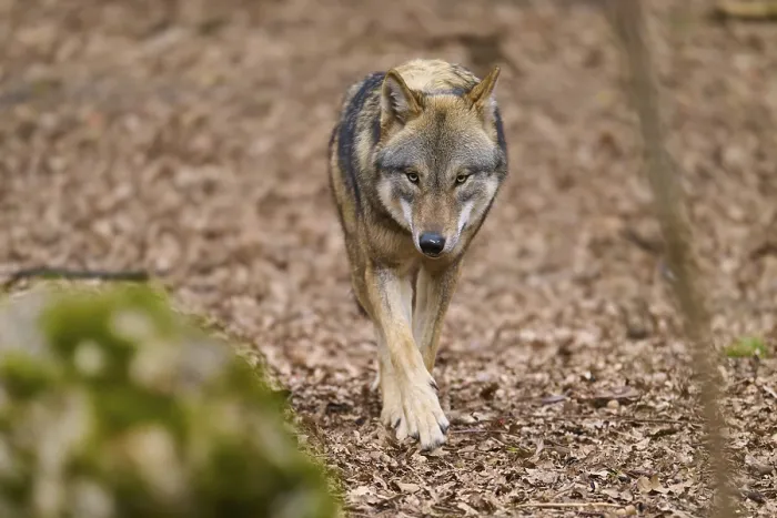 Framed Print : An Attentive Wolf Approaches Forest Path Print, Germany Framed Print : An Attentive Wolf Approaches Forest Path Print, Germany