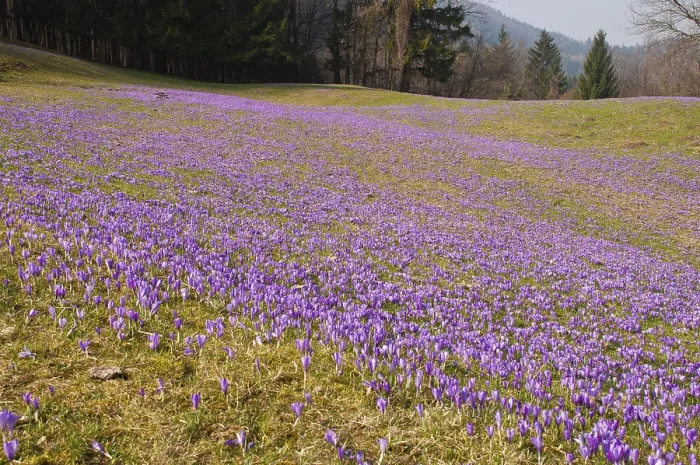 Framed Print : Austria's Largest Wild Crocus Print, Gresten, Austria Framed Print : Austria's Largest Wild Crocus Print, Gresten, Austria