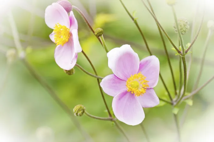 Framed Print : Autumn Anemone Print by ImageBROKER Framed Print : Autumn Anemone Print by ImageBROKER