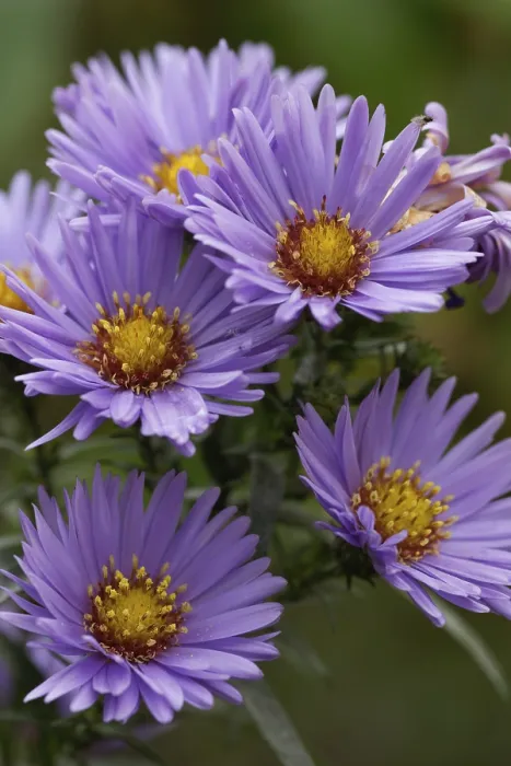 Framed Print : Autumn Aster Print