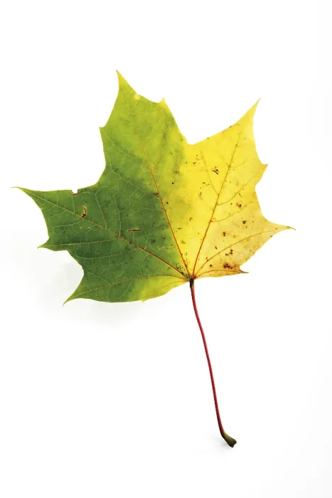 Framed Print : Autumn Coloured Maple Leaf Print Framed Print : Autumn Coloured Maple Leaf Print