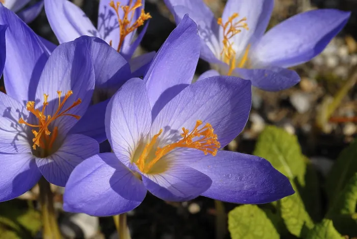 Framed Print : Autumn Crocus Print (Crocus pulchellus) Framed Print : Autumn Crocus Print (Crocus pulchellus)