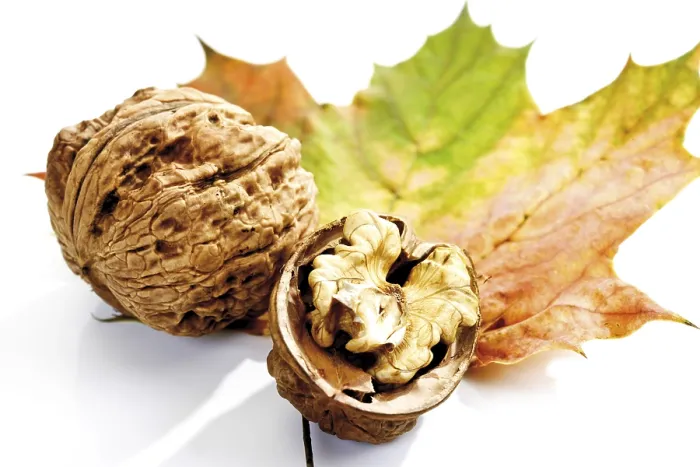 Framed Print : Autumn Foliage Print: Maple Leaf and Walnuts Framed Print : Autumn Foliage Print: Maple Leaf and Walnuts