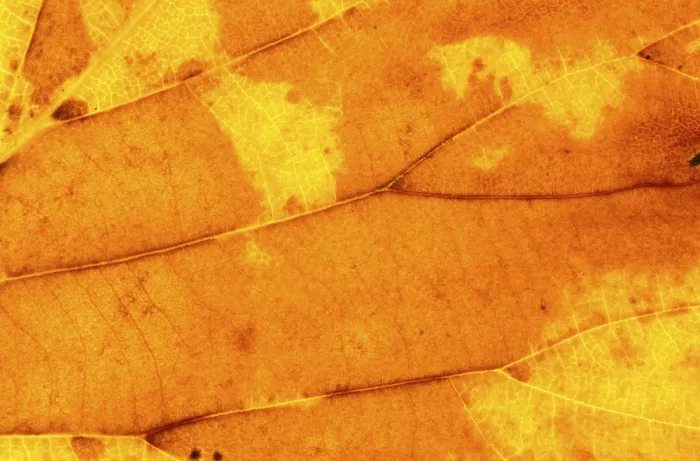 Framed Print : Autumn Leaf Print Framed Print : Autumn Leaf Print