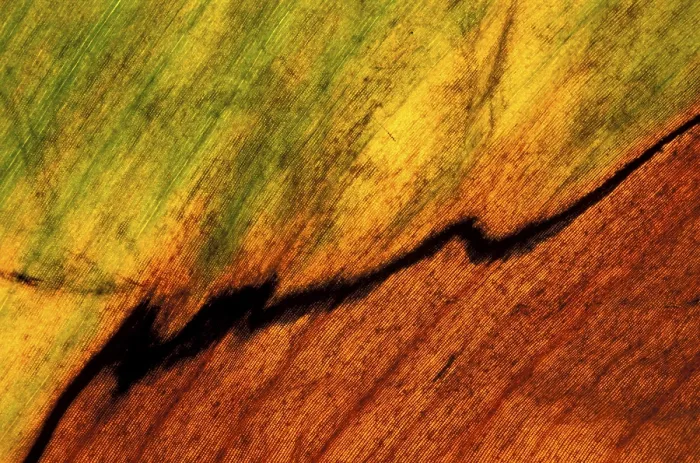 Framed Print : Autumn Leaf Print - Vibrant Nature Scene Framed Print : Autumn Leaf Print - Vibrant Nature Scene
