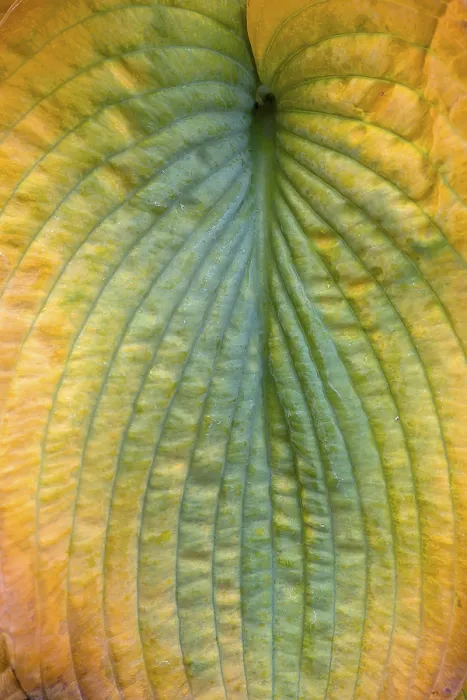 Framed Print : Hosta Leaf Print, Bavaria, Germany Framed Print : Hosta Leaf Print, Bavaria, Germany