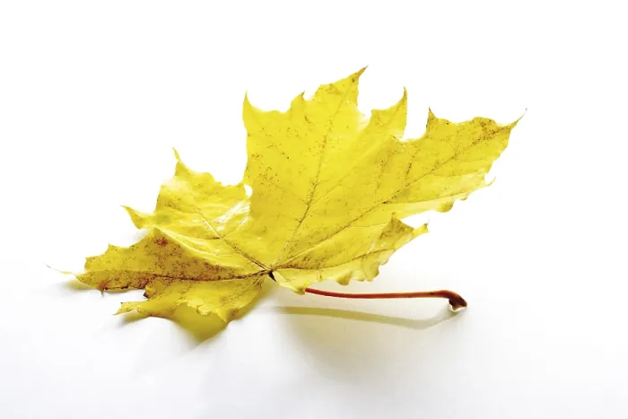 Framed Print : Acer Autumn Leaf Print Framed Print : Acer Autumn Leaf Print